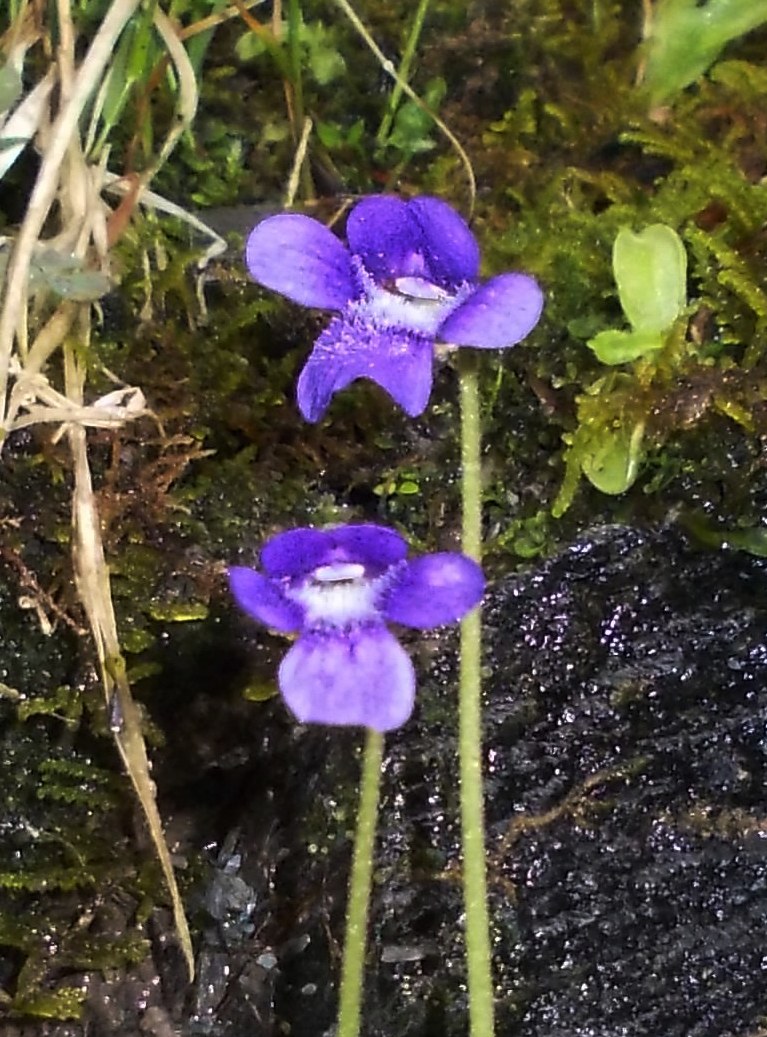 Pinguicula apuana / Pinguicola delle Apuane